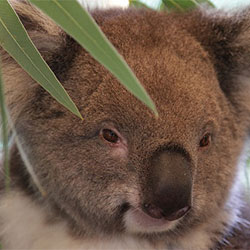 female koala bear named Jams