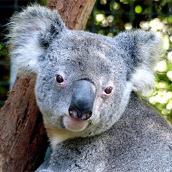 male koala bear named Niley