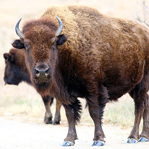 buffalo