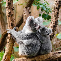 lucy, mother adult koala with baby joey