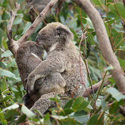yani, mother adult koala with baby joey