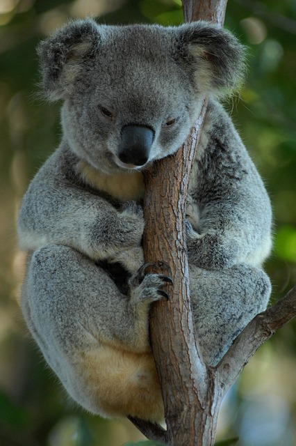 koala on a branch
