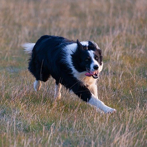 border collie